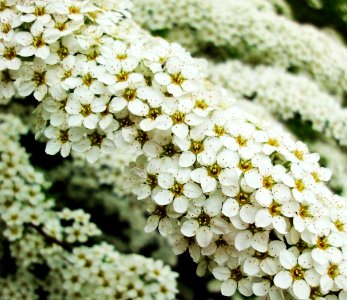 Free stock photo of flowers, garden, plants