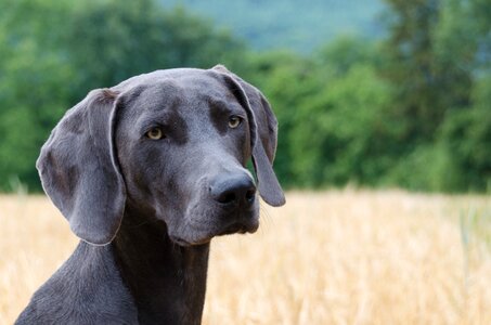 Animal snout pet photo