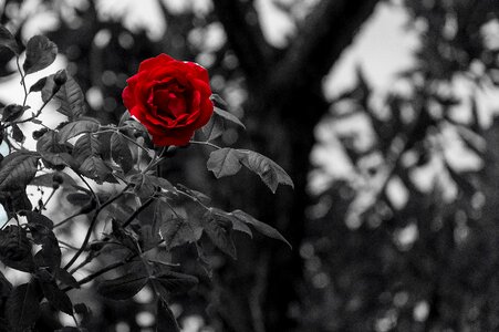 Black and white blossom bloom photo