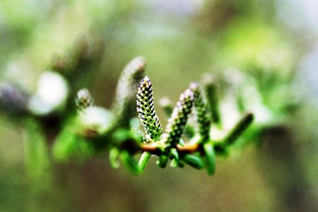 Free stock photo of flowers, green, willow photo