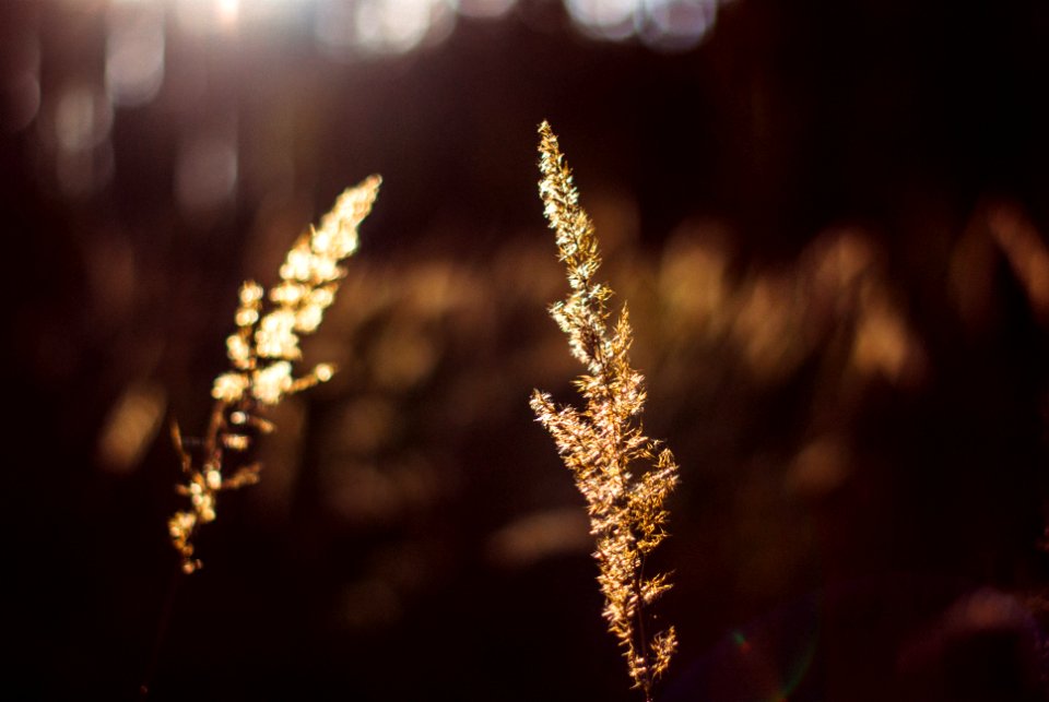 Free stock photo of forrest, kuznik, nature