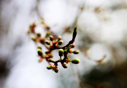 Free stock photo of branches, buds photo