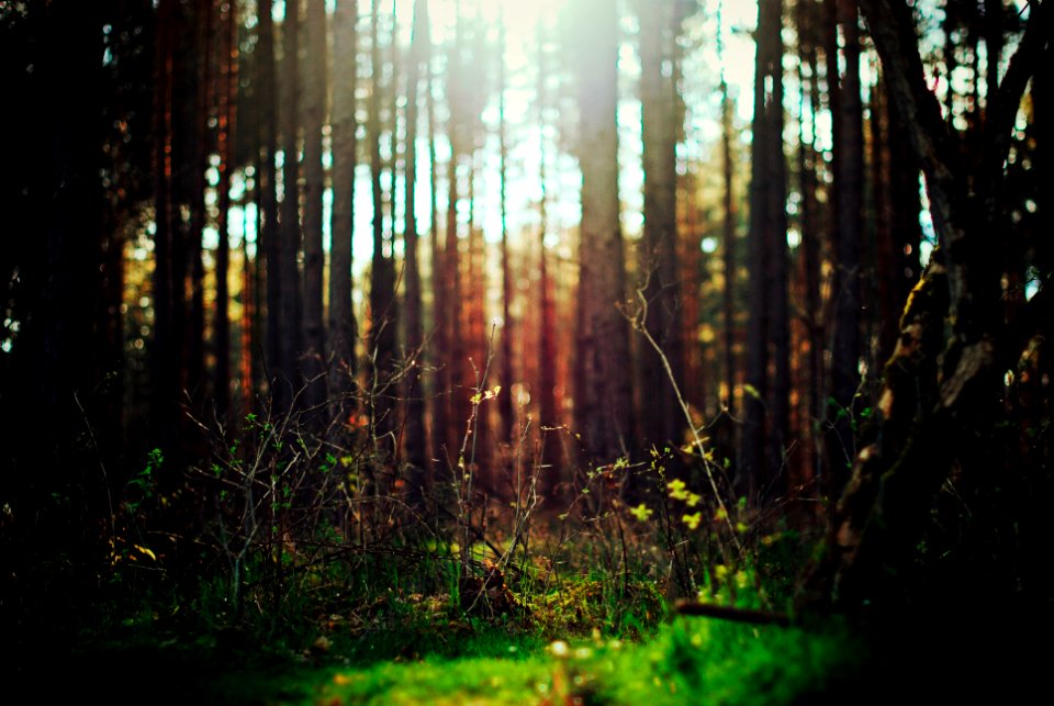 Free stock photo of bush, closeup, forest