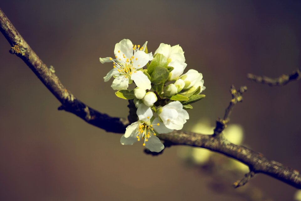 Nature plant cherry