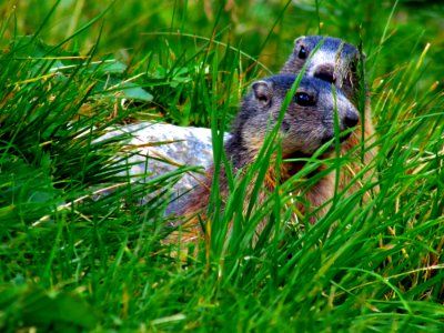 Two Squirrels on Grass Field photo