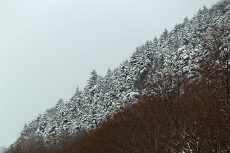 Trees Covered with Snow