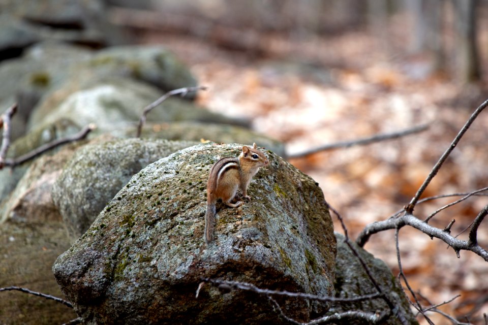 Free stock photo of animals, chipmunk, nature