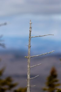 Free stock photo of nature, trees photo