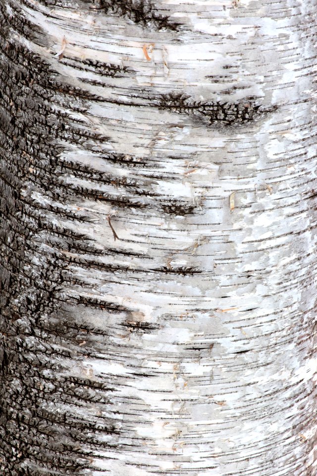 Free stock photo of bark, nature, texture