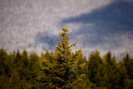 Free stock photo of forest, landscape, nature photo