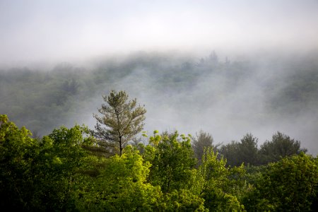 Free stock photo of fog, forest, landscape photo