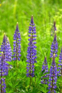 Free stock photo of flowers, lupines, nature photo