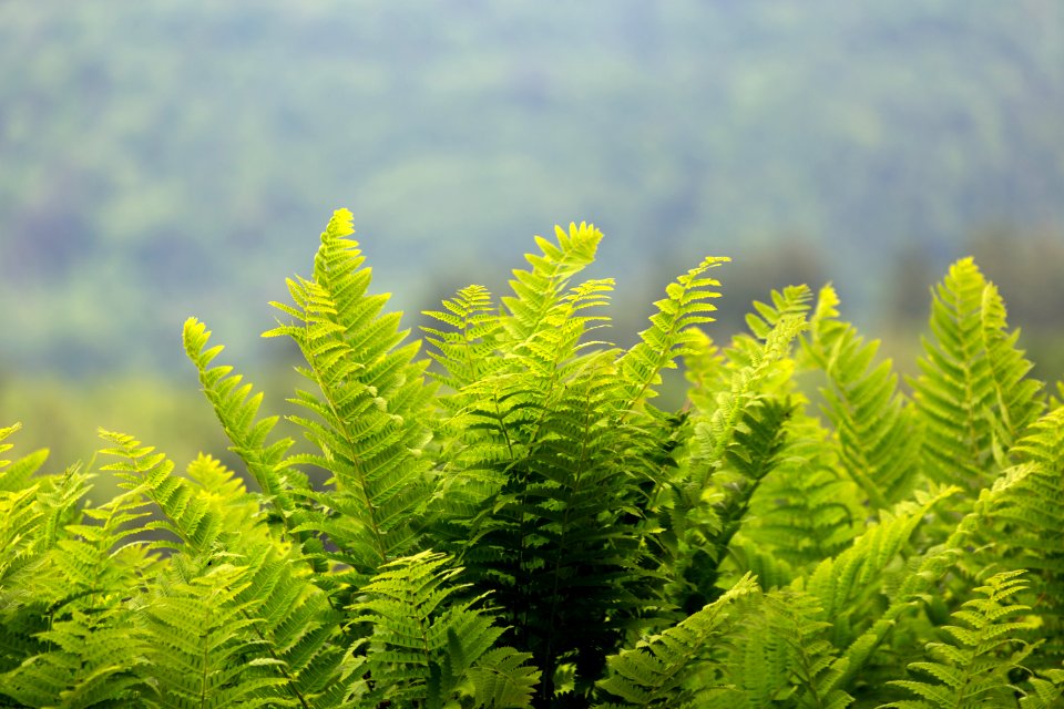 Free stock photo of ferns, nature, plants