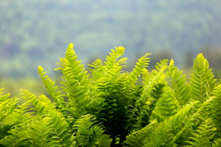 Free stock photo of ferns, nature, plants photo