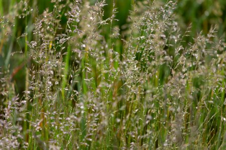 Free stock photo of grass, nature, water photo