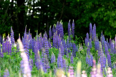 Free stock photo of flowers, lupines, nature