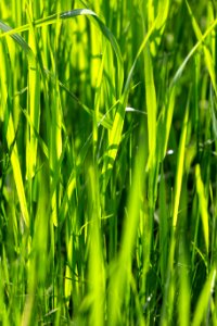 Free stock photo of grass, nature, summer