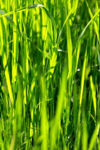 Free stock photo of grass, nature, summer photo