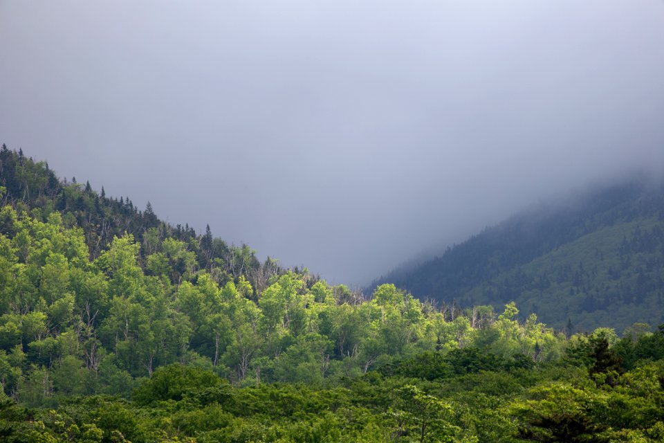 Free stock photo of fog, forest, landscape