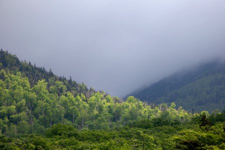 Free stock photo of fog, forest, landscape photo