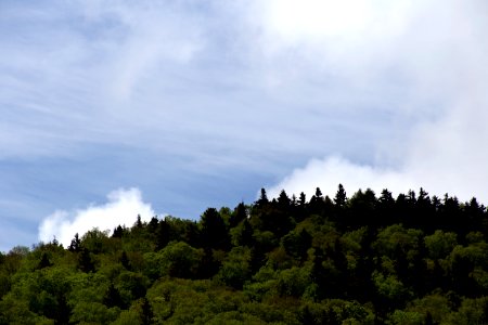 Free stock photo of clouds, forest, nature photo