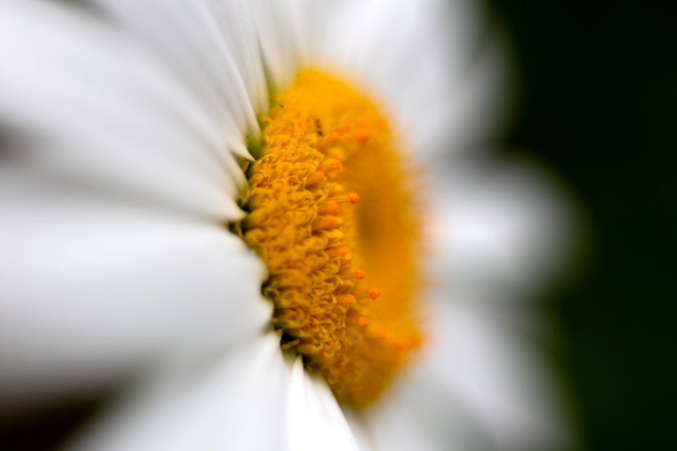 Free stock photo of flowers, macro, nature