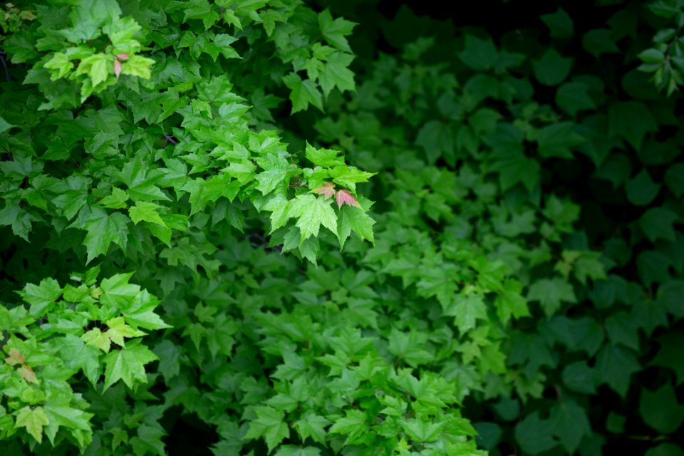 Free stock photo of nature, trees