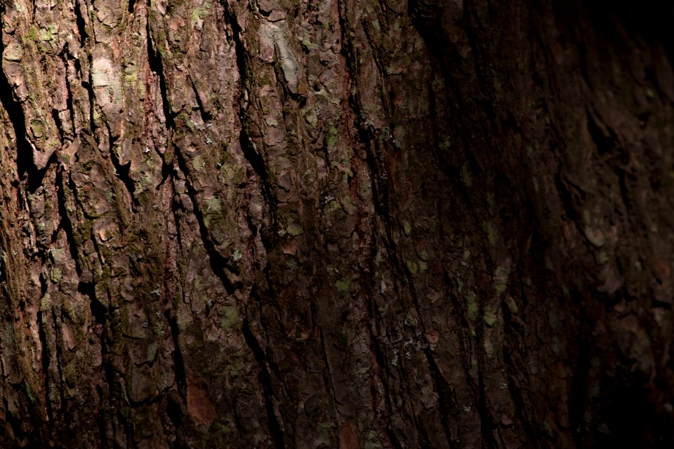 Free stock photo of bark, nature, sunlight