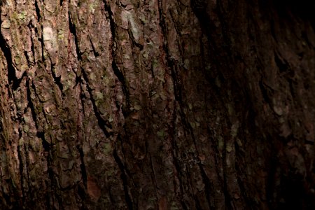 Free stock photo of bark, nature, sunlight photo