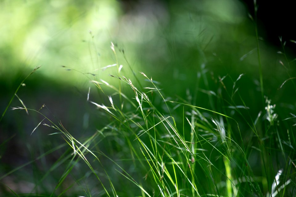 Free stock photo of nature