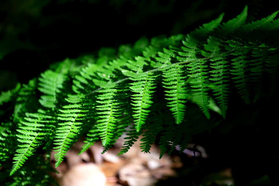 Free stock photo of ferns, forest, nature