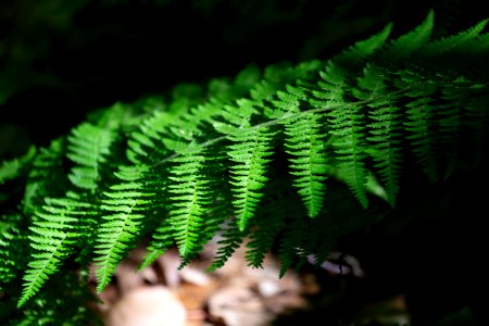 Free stock photo of ferns, forest, nature photo