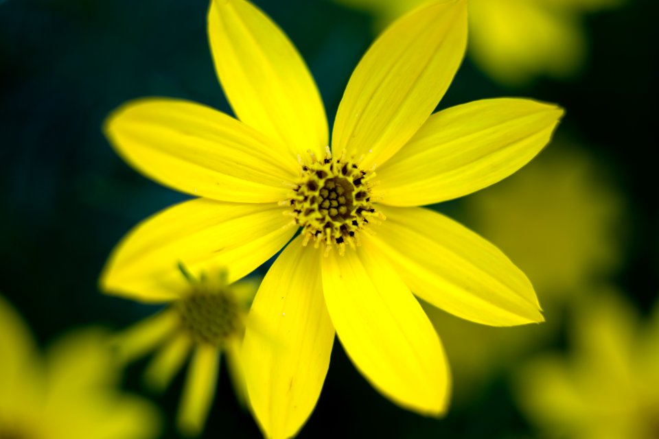 Free stock photo of flowers, macro, nature photo