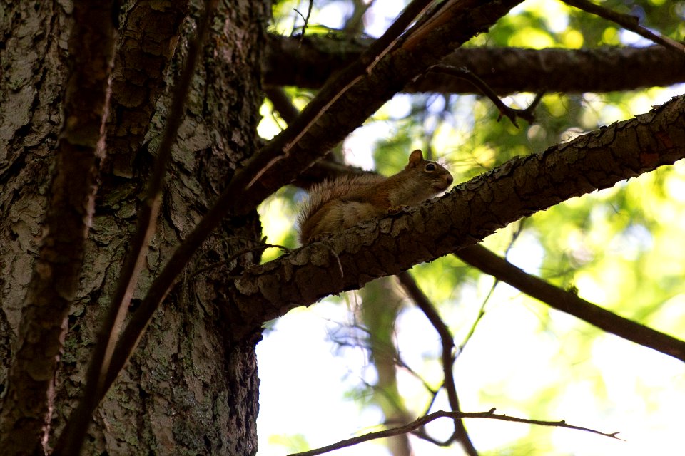 Free stock photo of animals, nature, squirrel