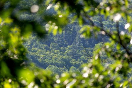 Free stock photo of nature, trees photo