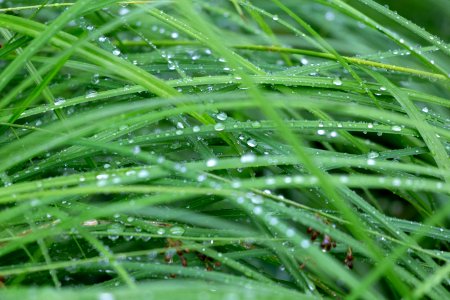 Free stock photo of grass, nature, rain photo