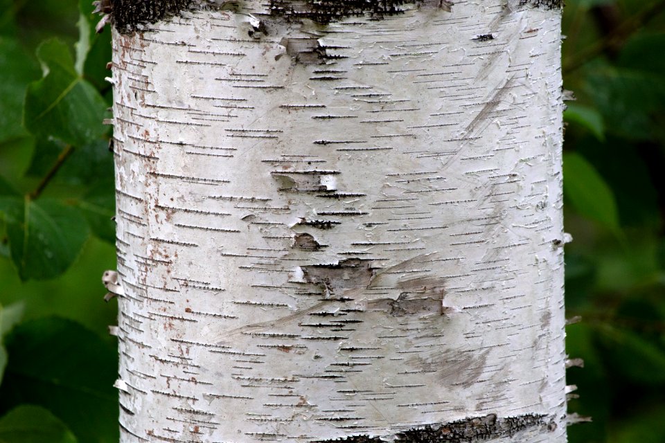 Free stock photo of bark, forest, nature