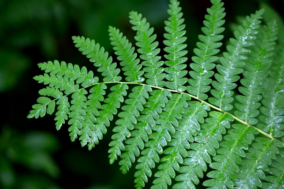 Free stock photo of ferns, nature, rain