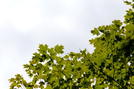 Free stock photo of nature, sky, summer photo