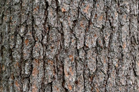 Free stock photo of bark, forest, nature photo