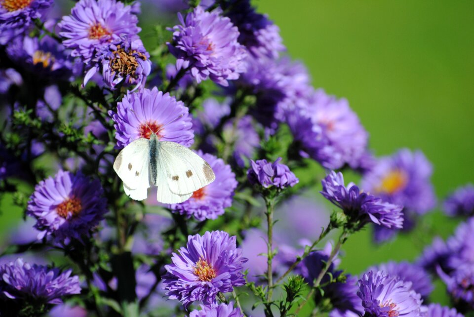 Butterfly flowers nature photo