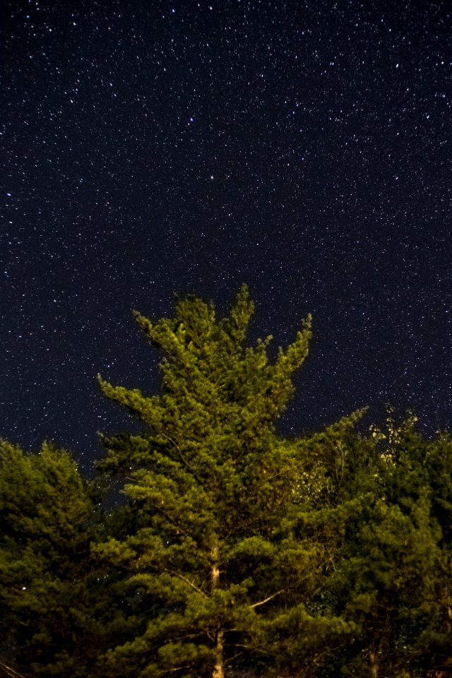 Free stock photo of constellations, forest, nature