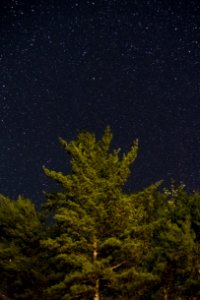 Free stock photo of constellations, forest, nature photo