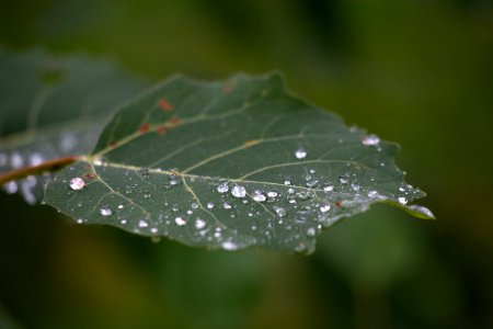 Free stock photo of macro, nature, rain photo