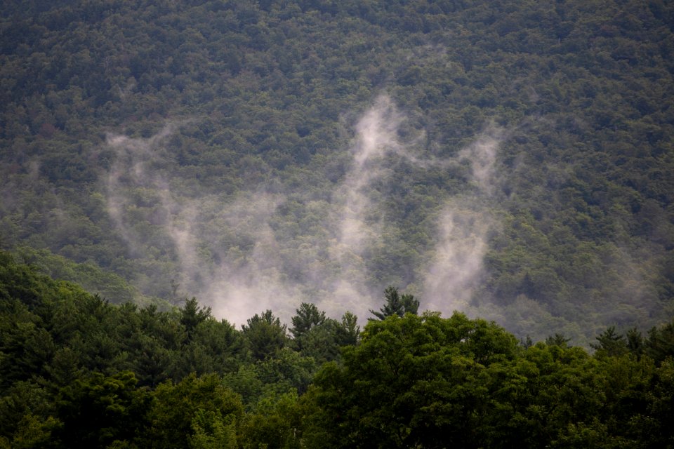 Free stock photo of fog, forest, nature photo