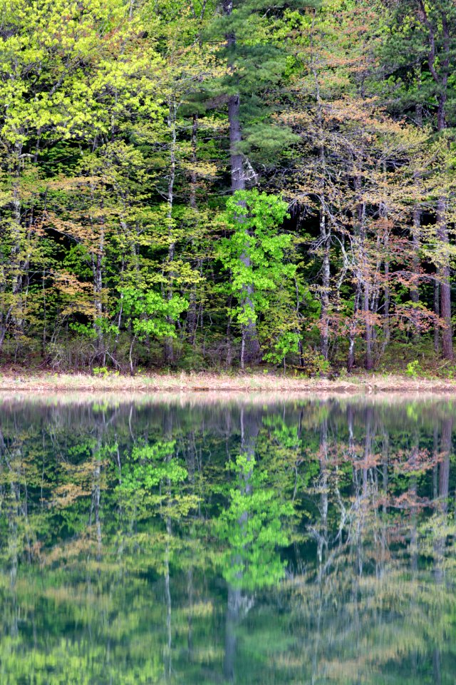 Free stock photo of forest, nature, reflection