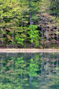 Free stock photo of forest, nature, reflection photo