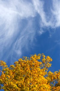 Free stock photo of clouds, foliage, nature photo