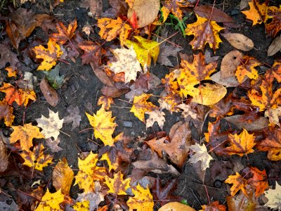 Free stock photo of foliage, maple, nature