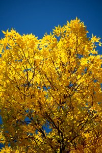 Free stock photo of foliage, nature, sky